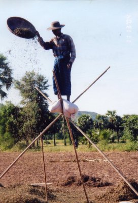 winnowing rice